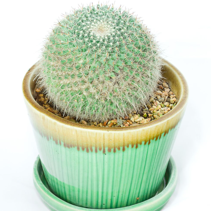15 de los mejores tipos de cactus que puedes cultivar en casa