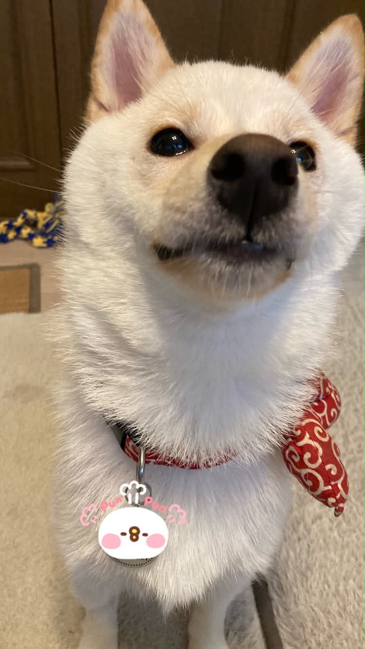 Cute puppy with a silly face