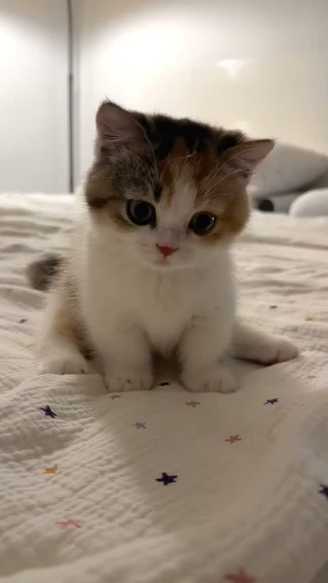 Adorable cat with big eyes