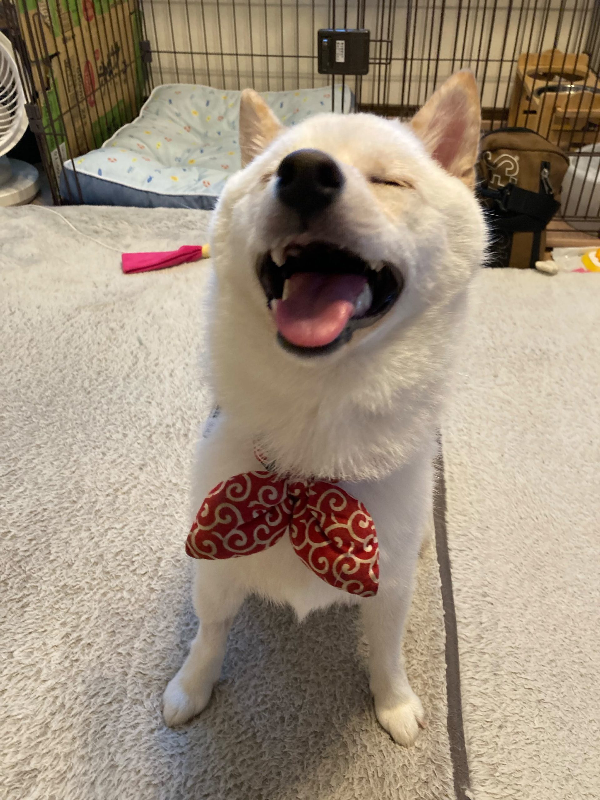 Puppy at the vet